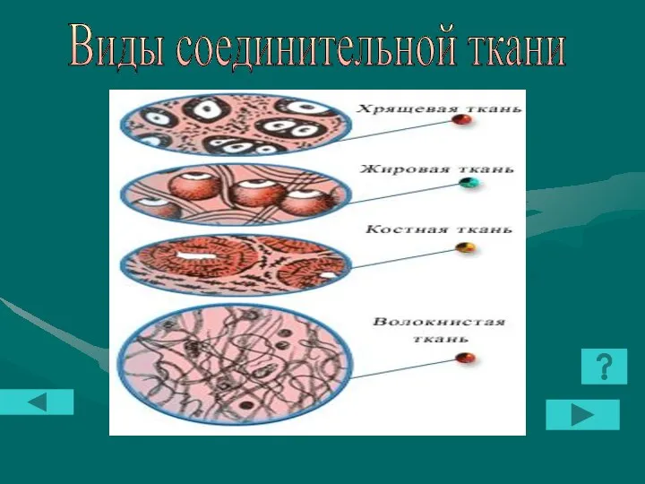 Виды соединительной ткани