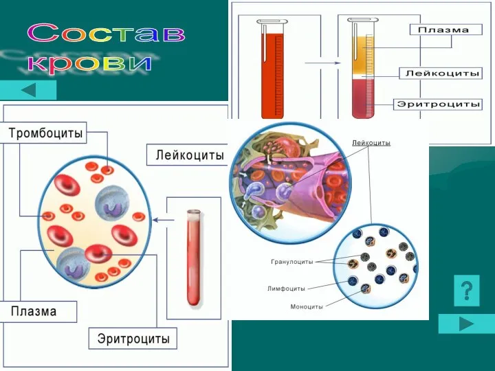 Состав крови