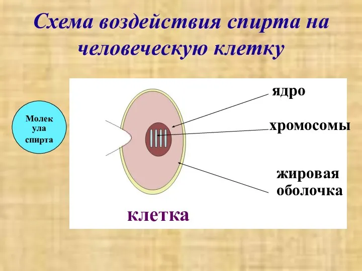 Схема воздействия спирта на человеческую клетку ядро хромосомы жировая оболочка клетка Молекула спирта