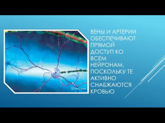 ВЕНЫ И АРТЕРИИ ОБЕСПЕЧИВАЮТ ПРЯМОЙ ДОСТУП КО ВСЕМ НЕЙРОНАМ, ПОСКОЛЬКУ ТЕ АКТИВНО СНАБЖАЮТСЯ КРОВЬЮ
