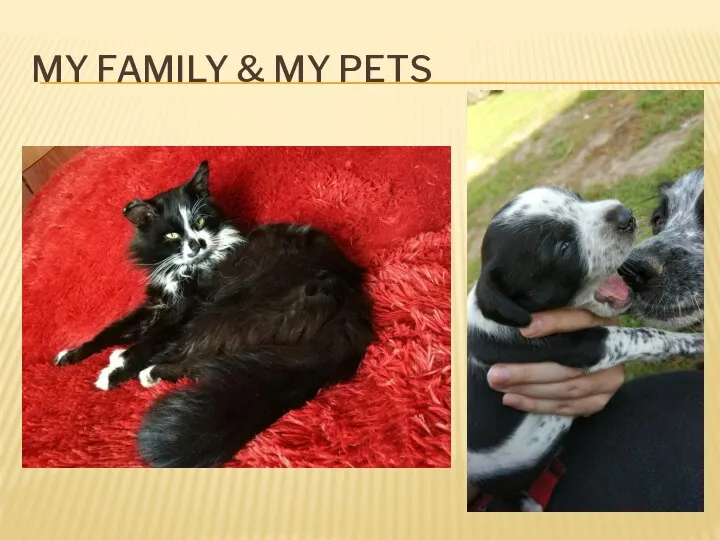 MY FAMILY & MY PETS