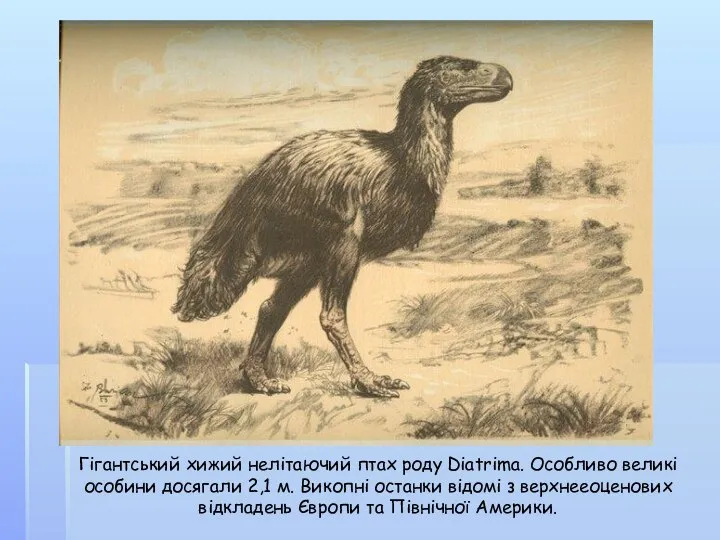 Гігантський хижий нелітаючий птах роду Diatrima. Особливо великі особини досягали 2,1 м.