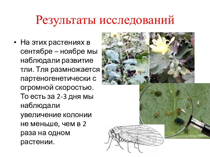 Результаты исследований На этих растениях в сентябре – ноябре мы наблюдали развитие