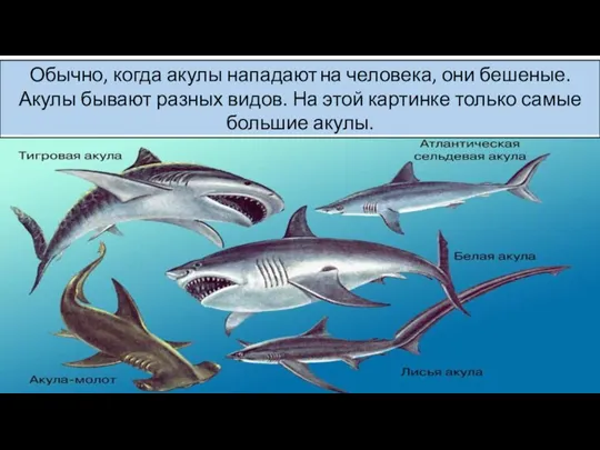 Обычно, когда акулы нападают на человека, они бешеные. Акулы бывают разных видов.