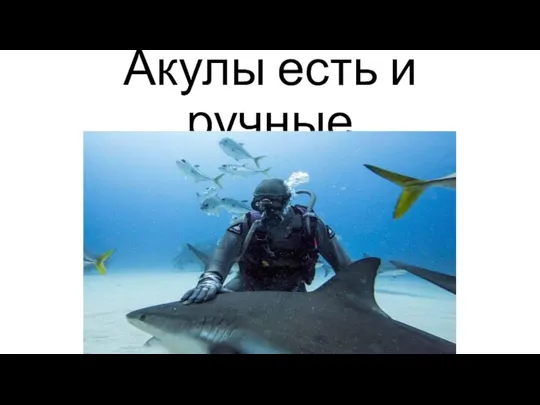 Акулы есть и ручные