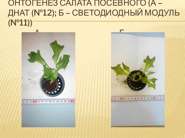 ОНТОГЕНЕЗ САЛАТА ПОСЕВНОГО (А – ДНАТ (№12); Б – СВЕТОДИОДНЫЙ МОДУЛЬ (№11)) А Б