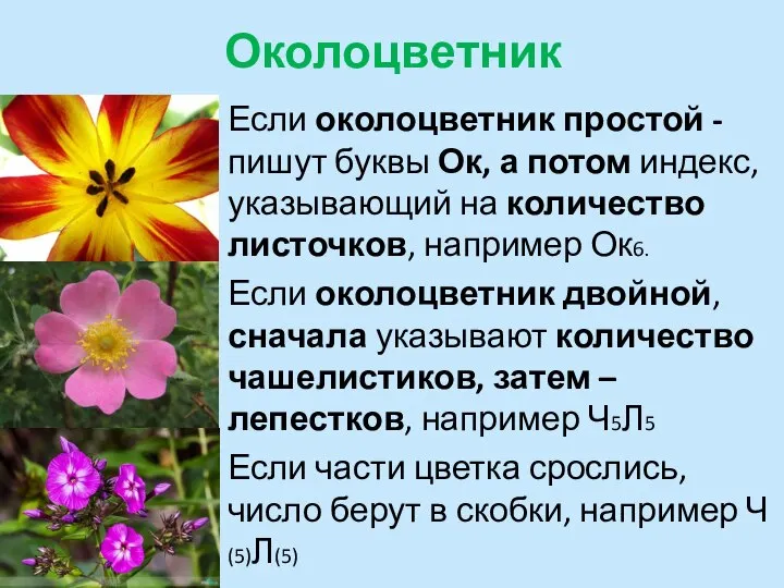 Околоцветник Если околоцветник простой - пишут буквы Ок, а потом индекс, указывающий