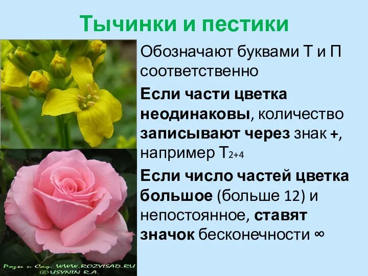 Тычинки и пестики Обозначают буквами Т и П соответственно Если части цветка