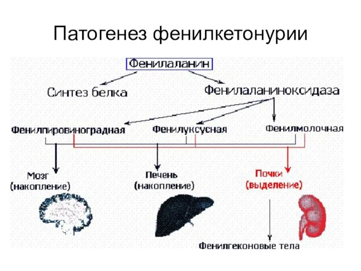 Патогенез фенилкетонурии