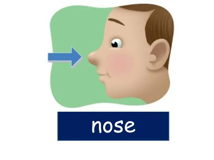 nose