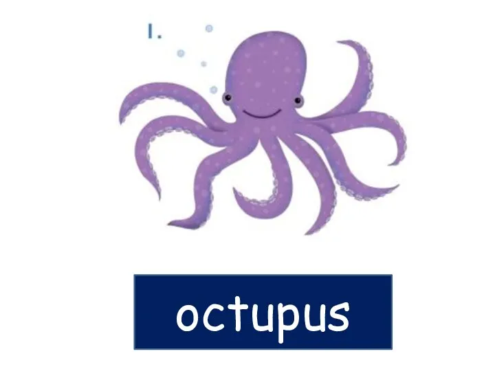 octupus