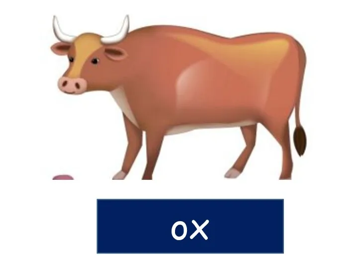 ox