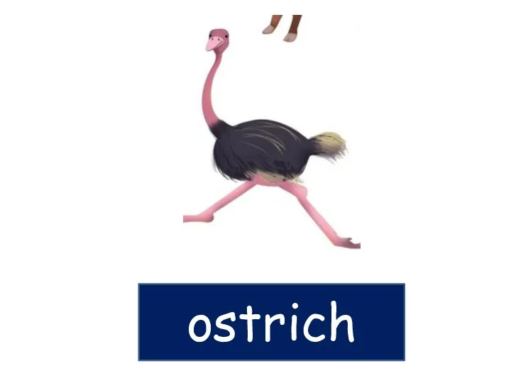 ostrich