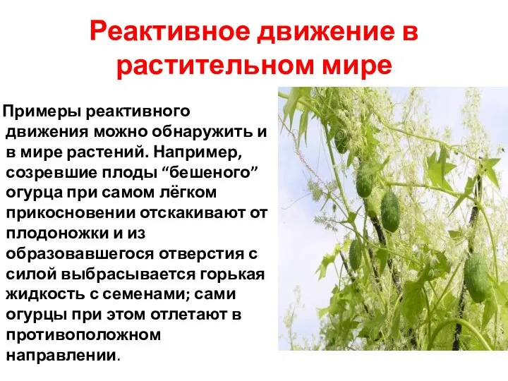 Реактивное движение в растительном мире Примеры реактивного движения можно обнаружить и в