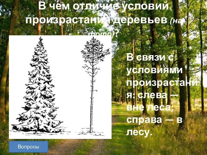 В чем отличие условий произрастания деревьев (на фото)? В связи с условиями