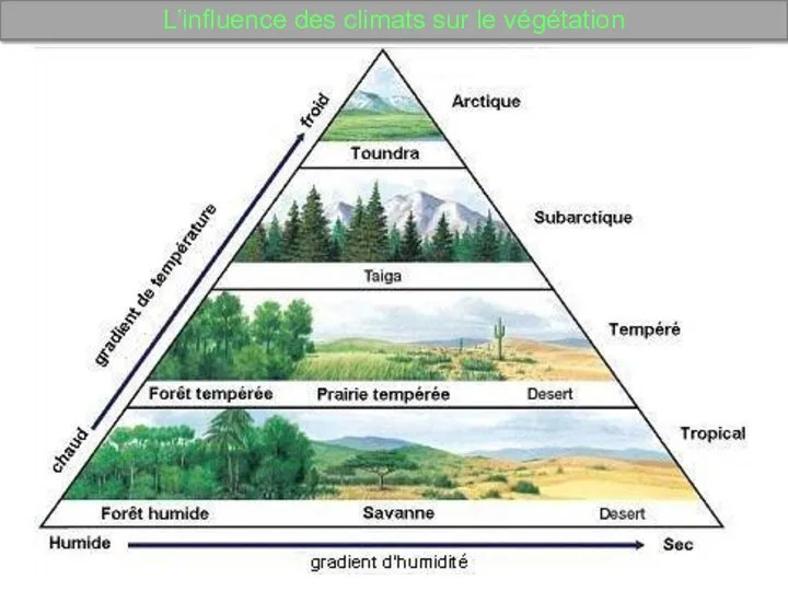 L’influence des climats sur le végétation