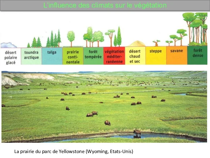 La prairie du parc de Yellowstone (Wyoming, Etats-Unis) L’influence des climats sur le végétation