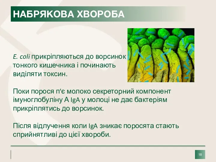 E. coli прикріпляються до ворсинок тонкого кишечника і починають виділяти токсин. Поки