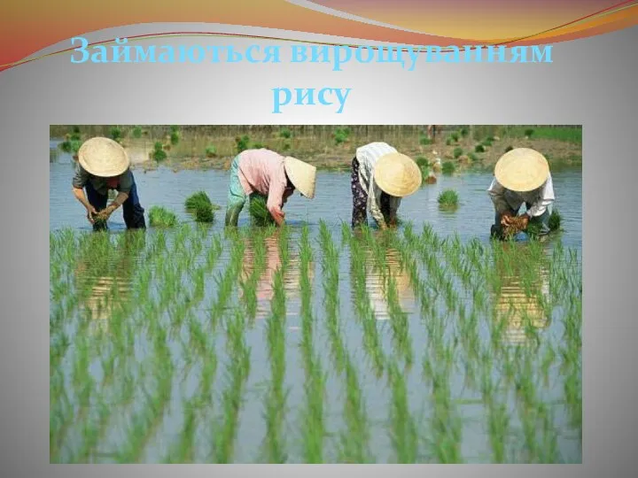 Займаються вирощуванням рису