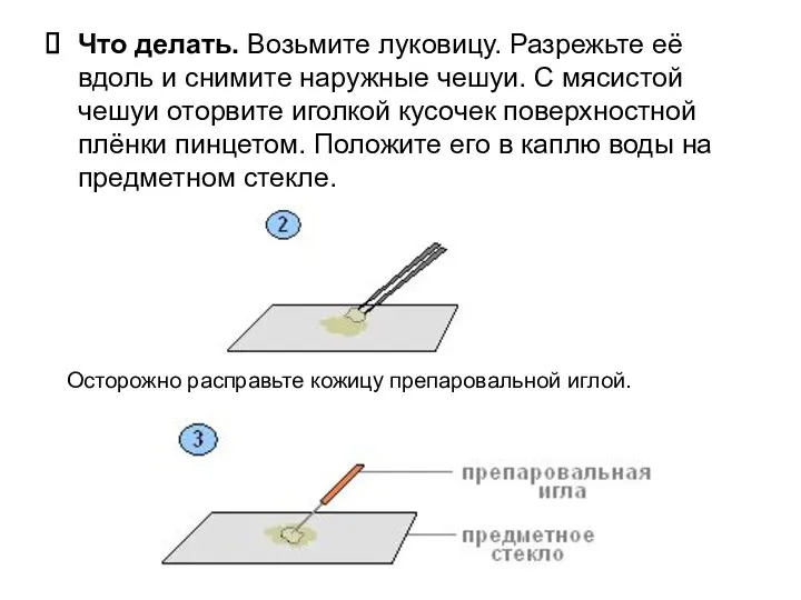 Что делать. Возьмите луковицу. Разрежьте её вдоль и снимите наружные чешуи. С