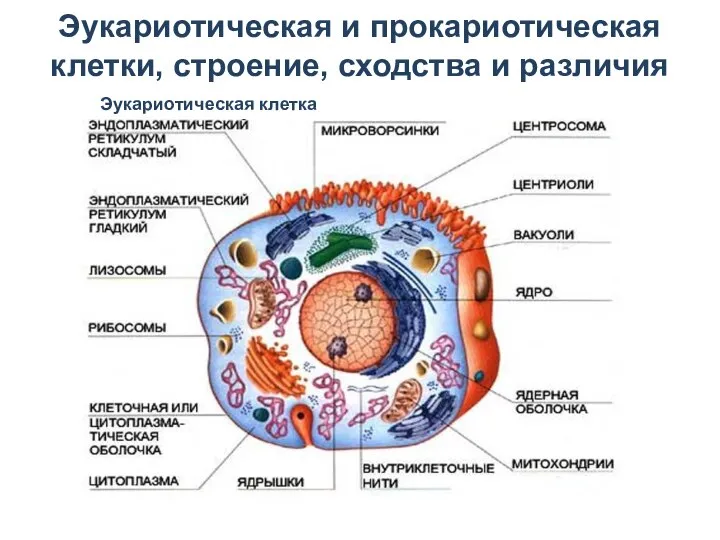 Эукариотическая и прокариотическая клетки, строение, сходства и различия Эукариотическая клетка