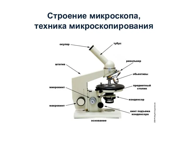 Строение микроскопа, техника микроскопирования