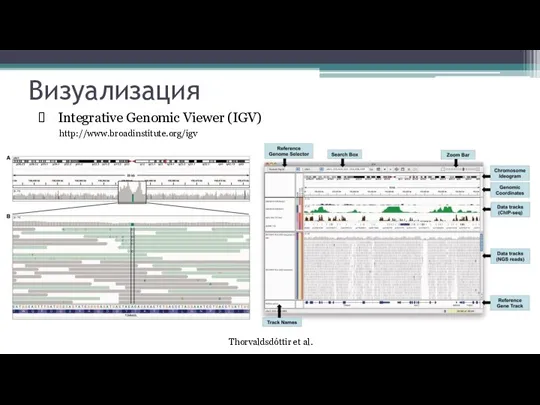 Визуализация Integrative Genomic Viewer (IGV) http://www.broadinstitute.org/igv Thorvaldsdóttir et al.