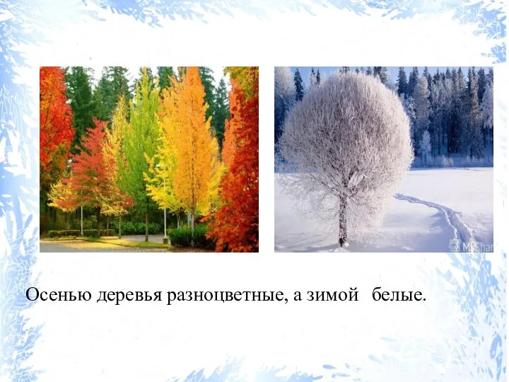 Осенью деревья разноцветные, а зимой белые.