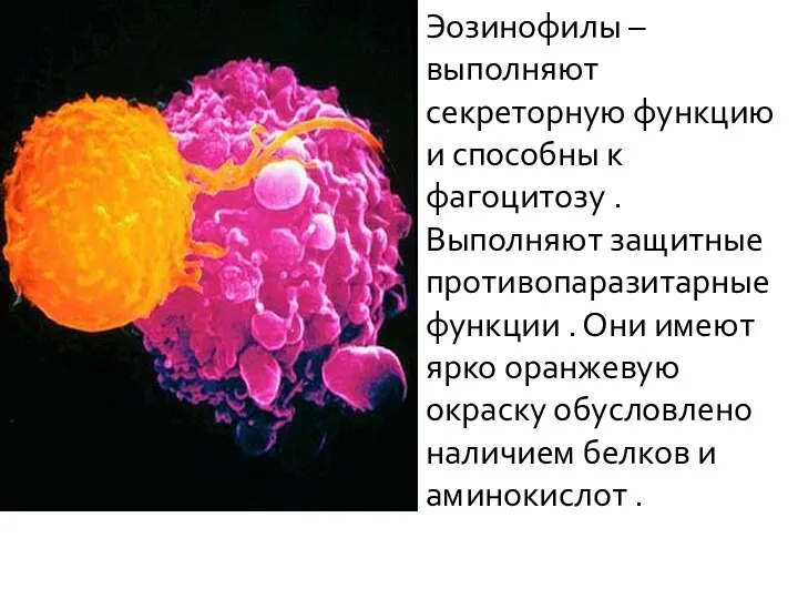 Эозинофилы – выполняют секреторную функцию и способны к фагоцитозу .Выполняют защитные противопаразитарные