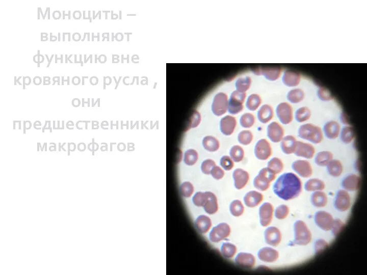 Моноциты – выполняют функцию вне кровяного русла , они предшественники макрофагов