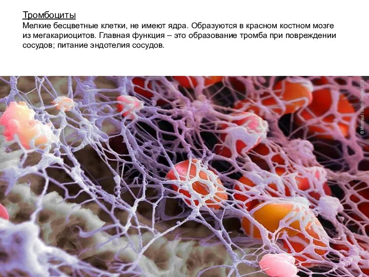 Тромбоциты Мелкие бесцветные клетки, не имеют ядра. Образуются в красном костном мозге