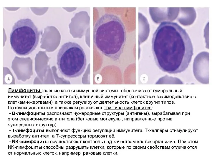 Лимфоциты главные клетки иммунной системы, обеспечивают гуморальный иммунитет (выработка антител), клеточный иммунитет