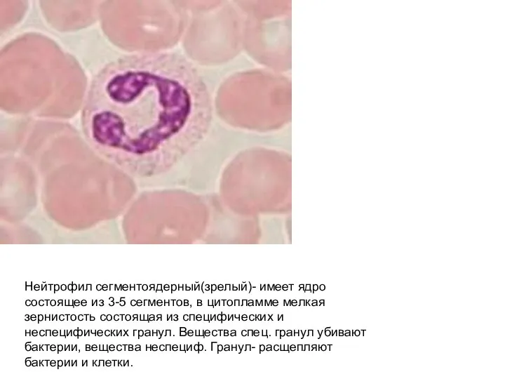 Нейтрофил сегментоядерный(зрелый)- имеет ядро состоящее из 3-5 сегментов, в цитопламме мелкая зернистость