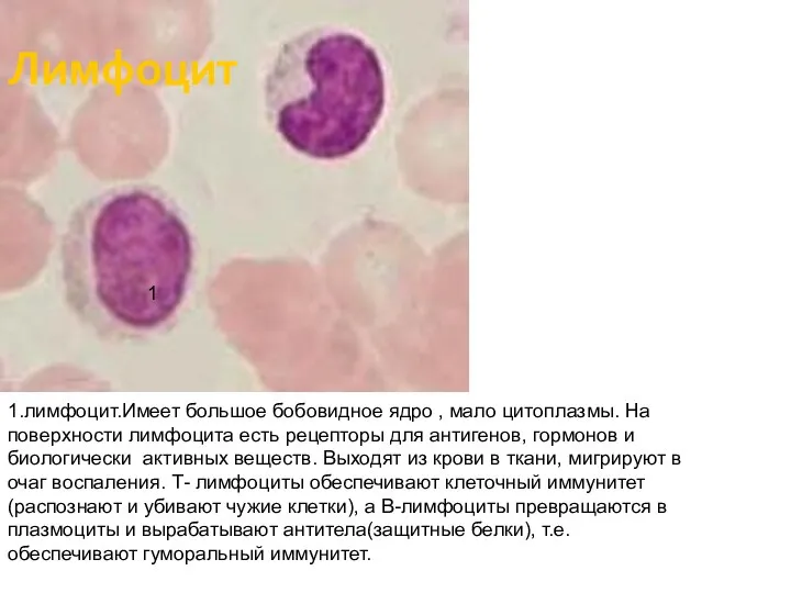 1.лимфоцит.Имеет большое бобовидное ядро , мало цитоплазмы. На поверхности лимфоцита есть рецепторы