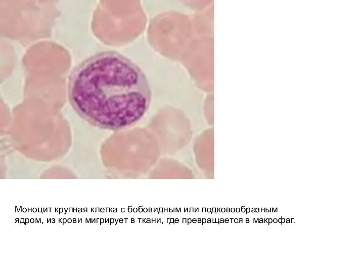 Моноцит крупная клетка с бобовидным или подковообразным ядром, из крови мигрирует в