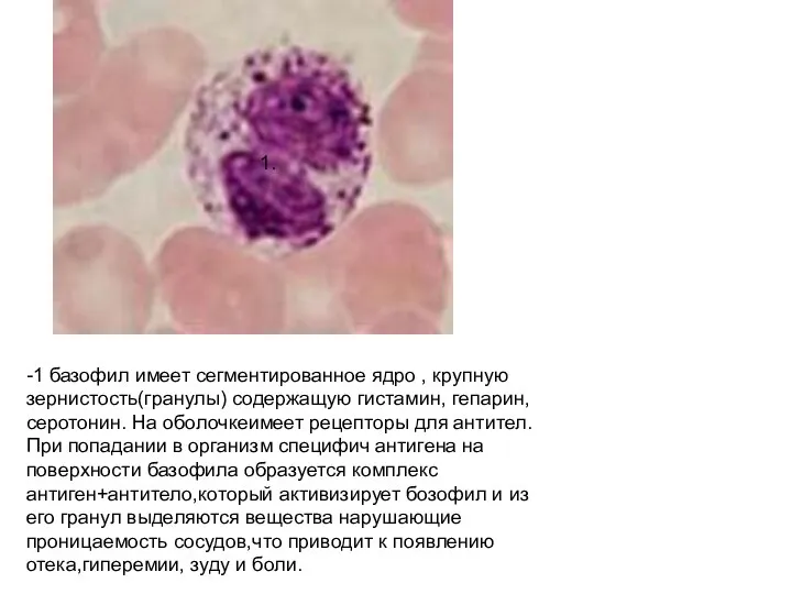 -1 базофил имеет сегментированное ядро , крупную зернистость(гранулы) содержащую гистамин, гепарин, серотонин.