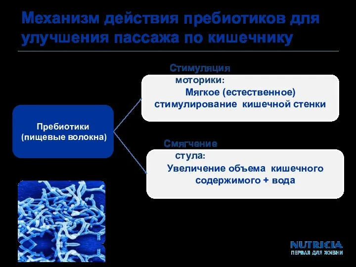 Механизм действия пребиотиков для улучшения пассажа по кишечнику Мягкое (естественное) стимулирование кишечной