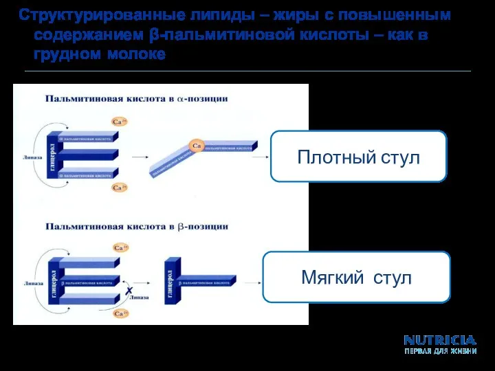 Структурированные липиды – жиры с повышенным содержанием β-пальмитиновой кислоты – как в