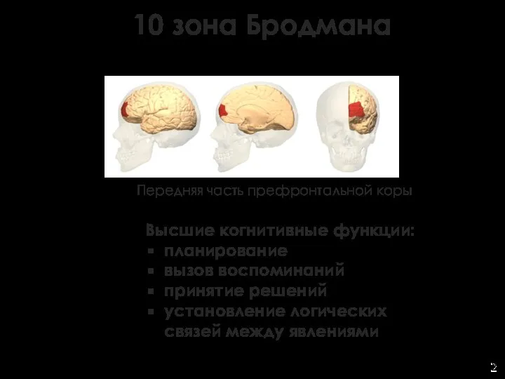 10 зона Бродмана Передняя часть префронтальной коры Высшие когнитивные функции: планирование вызов