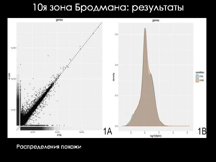 10я зона Бродмана: результаты Распределения похожи