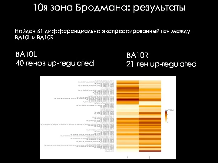 10я зона Бродмана: результаты Найден 61 дифференциально экспрессированный ген между BA10L и