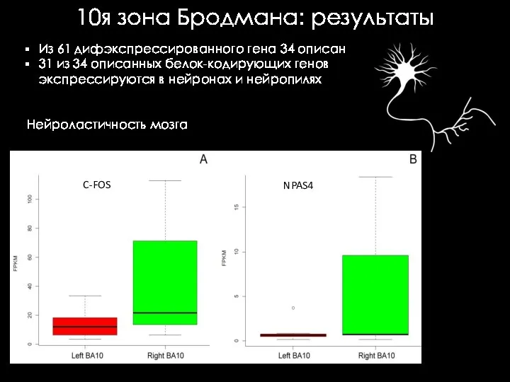 10я зона Бродмана: результаты Из 61 дифэкспрессированного гена 34 описан 31 из