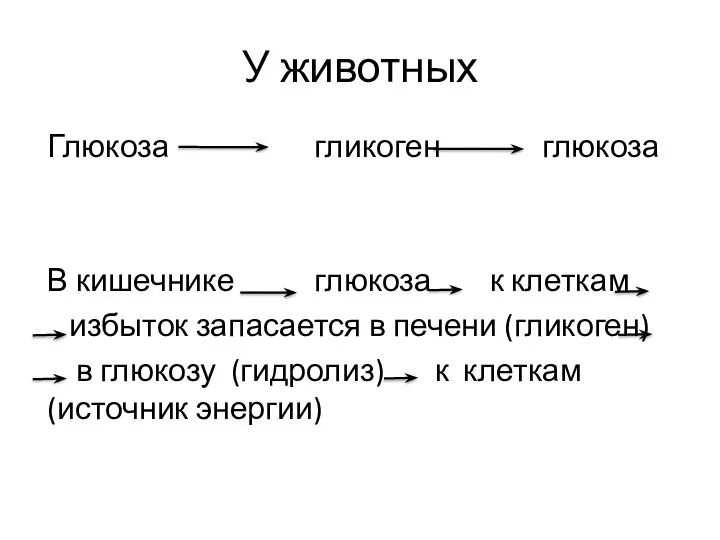 У животных Глюкоза гликоген глюкоза В кишечнике глюкоза к клеткам избыток запасается