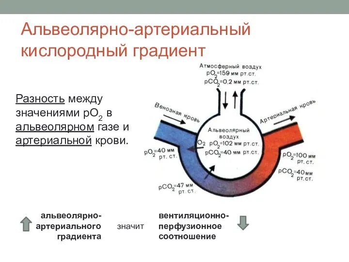 вентиляционно-перфузионное соотношение Альвеолярно-артериальный кислородный градиент Разность между значениями рО2 в альвеолярном газе