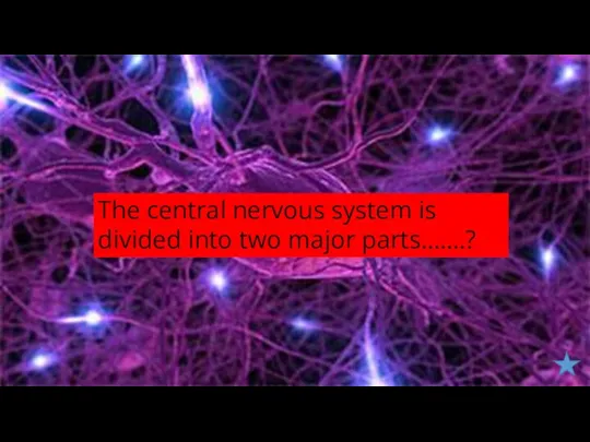 The central nervous system is divided into two major parts…….?