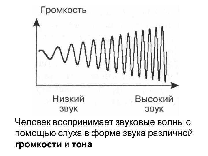 Человек воспринимает звуковые волны с помощью слуха в форме звука различной громкости и тона