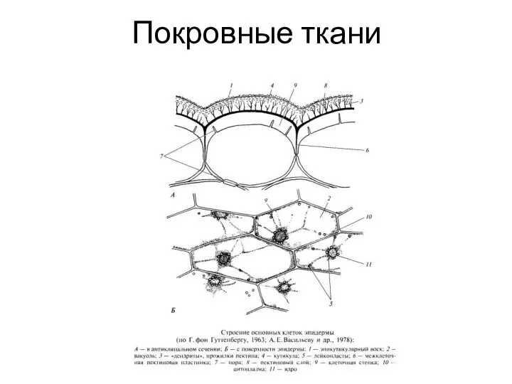 Покровные ткани