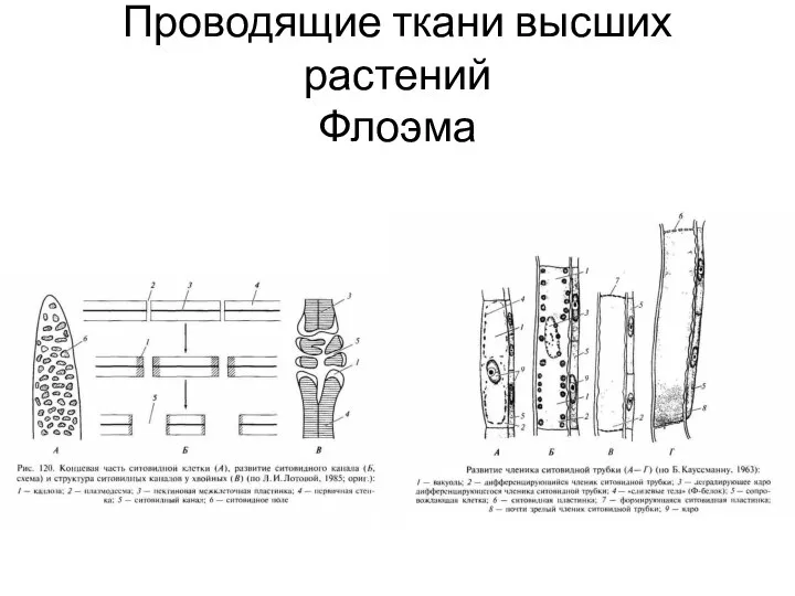 Проводящие ткани высших растений Флоэма