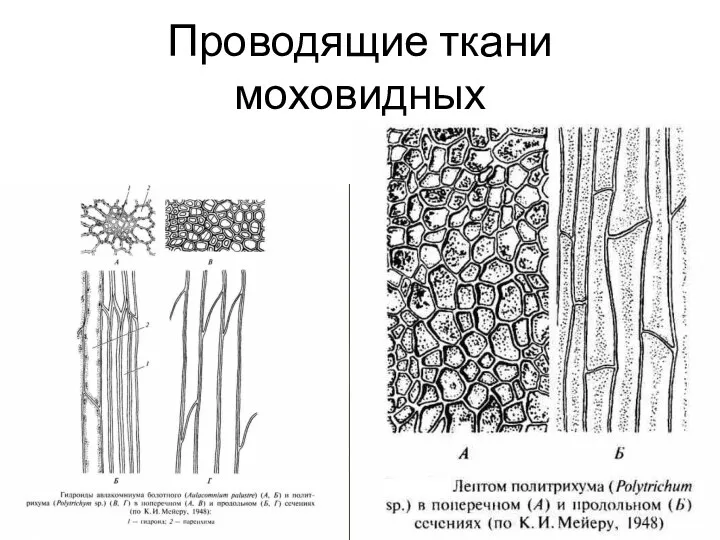 Проводящие ткани моховидных