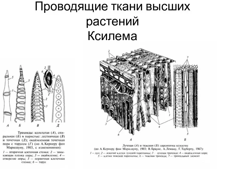 Проводящие ткани высших растений Ксилема